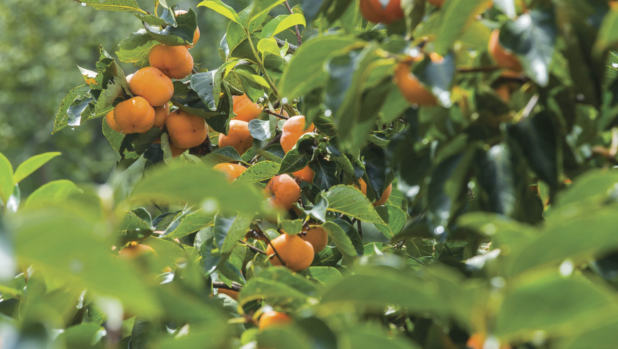 Persimmons are a great tree to grow and provide a bounty of fruit in autumn.